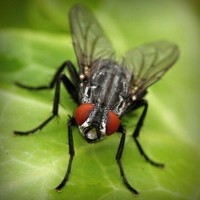 /album/dedetizadora-tiquatira-11-2807-7715-pulgas-baratas/photolia-a01-jpg/