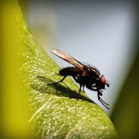 /album/dedetizadora-tiquatira-11-2807-7715-pulgas-baratas/photolia-a04-jpg/