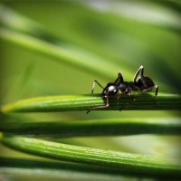 /album/dedetizadora-tiquatira-11-2807-7715-pulgas-baratas/photolia-a05-jpg/