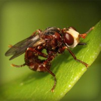 /album/dedetizadora-tiquatira-11-2807-7715-pulgas-baratas/photolia-a06-jpg/