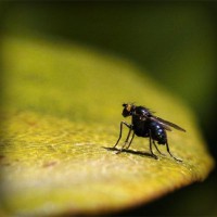 /album/dedetizadora-tiquatira-11-2807-7715-pulgas-baratas/photolia-a07-jpg/