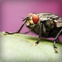 /album/dedetizadora-tiquatira-11-2807-7715-pulgas-baratas/photolia-a08-jpg/